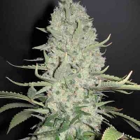 White Widow x Big Bud > Female Seeds